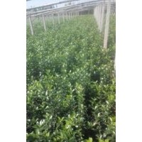 供應冬青
