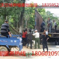 天竺桂樹苗 天竺桂樹苗價(jià)格 天竺桂小苗 優(yōu)質(zhì)天竺桂樹苗批發(fā)價(jià)