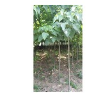 供應(yīng)楸樹苗3公分