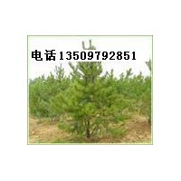 供應(yīng)油松苗 營養(yǎng)杯1-1.2米油松苗 山西油松苗價格