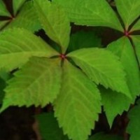 中陽村大批量供應(yīng)美國爬山虎苗 自己家里種植 價格便宜