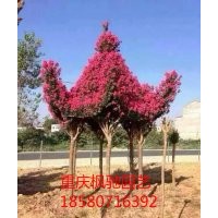 重慶/湖北/湖南/貴州/四川/浙江美國紅火箭紫薇小苗