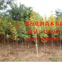 河北邢臺欣潤苗木大量供應白蠟 4公分