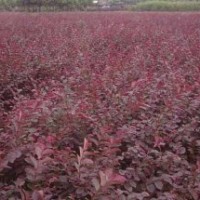 山東泰安紅葉小檗批發(fā)價(jià)格