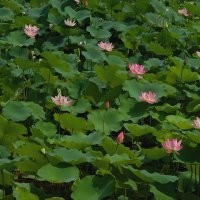 荷花苗價(jià)格匯總