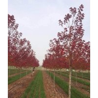 櫸樹、欒樹、高桿紅葉石楠等各種苗圃小苗