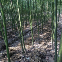 長期出售 金絲楠木 紅豆杉 香樟 杉木苗 桂花樹 國外松 銀杏樹