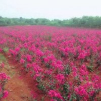 大量銷售美國紫嶶，紅火箭，紅火球丶紅葉紫嶶小苗之一米以上高度