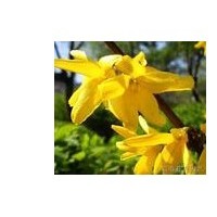 長期供應(yīng)連翹苗山西連翹苗直銷連翹苗