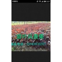 紫葉風香果