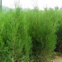 占地側(cè)柏，蜀儈，刺槐