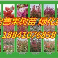 紫葉稠李苗@20萬紫葉稠李苗