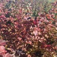 供應(yīng)美國莢迷苗