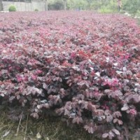 毛杜鵑,紅葉石楠,紅花繼木 大量供應綠化苗木，一手貨源，價格實