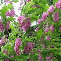 大量供應(yīng)優(yōu)質(zhì)香花槐小苗