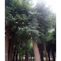 速生國槐 原生冠國槐