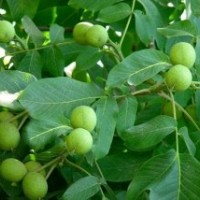 專賣優(yōu)質(zhì)蘋果苗/優(yōu)質(zhì)梨樹苗/優(yōu)質(zhì)桃樹苗