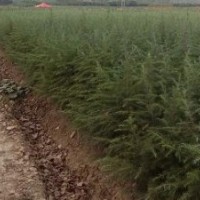 雪松營養(yǎng)缽