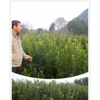 廣西羅漢松小苗1米左右出售