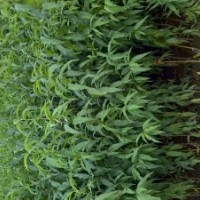 毛桃、嫁接桃苗木