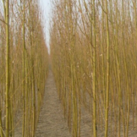 低價供應：金絲柳，漳河柳，饅頭柳,旱柳