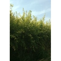 一米嫁接金葉榆