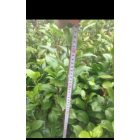 綠化苗茶花,廣玉蘭,紅葉石楠