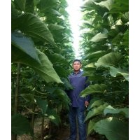 出售6公分楸樹，價格低13839488177，上貨快