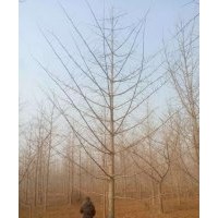 常年供應(yīng)1~30公分銀杏苗木