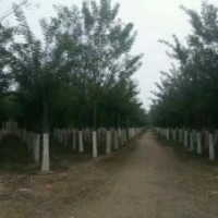 出售6到50公分國槐，量大質(zhì)優(yōu)。