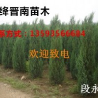 側柏 花椒苗 楊樹苗