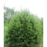 大量出售40-50公分白皮松，2.5公分北美海棠