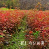 遼寧花楸苗，花楸樹苗，百花花楸苗批發(fā)