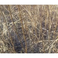 哈爾濱南崗區(qū)紅旗鄉(xiāng) 供應(yīng)4年生糖槭樹 紫葉稠李小苗 價低 質(zhì)優(yōu)