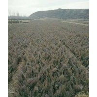 出售沙地柏量大什么規(guī)格都有要多少有多少