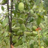 木瓜海棠，木瓜海棠價格，木瓜海棠供應(yīng)