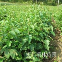 遼寧白樺樹苗、白樺小苗、白樺苗多少錢