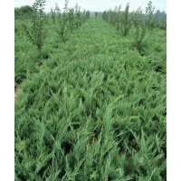 出售沙地柏?zé)o紡布營(yíng)養(yǎng)杯都有規(guī)格齊全價(jià)格便宜上車快有需要的速聯(lián)