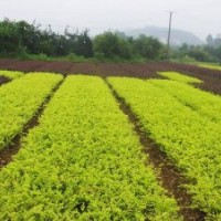 供應(yīng)紅葉小檗小床苗小葉女貞床苗