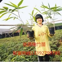 楠竹苗 毛竹苗 云南甜竹苗 勃氏甜龍竹苗 水果竹筍苗(圖)