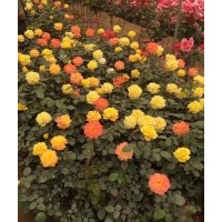 定州市月季花基地