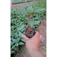 草花系列 一串紅 矮牽牛 孔雀草 雞冠子等等