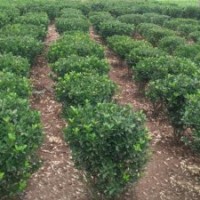 黑龍江冬青大型種植地