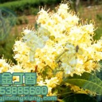 黃金丁香樹 綠化丁香 丁香樹 丁香樹苗 耐旱樹種