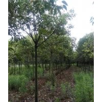 大量長期供應(yīng)各種規(guī)格大葉女貞