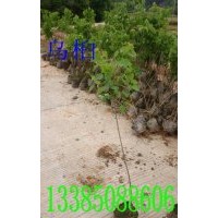 烏桕苗 烏桕袋苗 烏桕工程袋苗