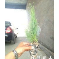 濱州李靈寶大量供應(yīng)營養(yǎng)缽檉柳、鹽松量大從優(yōu)