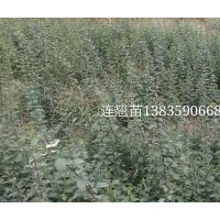 連翹苗，連翹苗價格，連翹苗基地