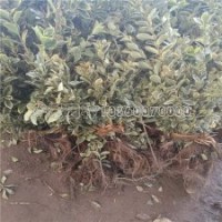 金邊黃楊30-60公分高的批發(fā)價格