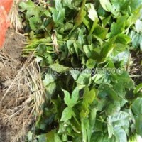 質(zhì)量好的八角金盤哪里能買得到？